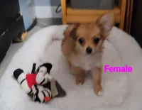 Berry , a female Chihuahua and Papillon for sale in Red Springs, NC – 1 of 6