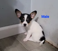 Spot, a male Chihuahua and Papillon for sale in Red Springs, NC – 1 of 5