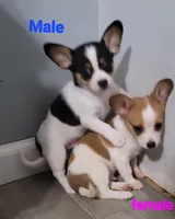 Spot, a male Chihuahua and Papillon for sale in Red Springs, NC – 4 of 5