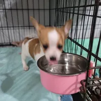 Louie, a male Chihuahua and Papillon for sale in Red Springs, NC – 4 of 5