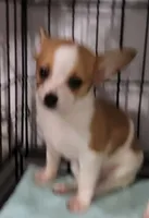 Louie, a male Chihuahua and Papillon for sale in Red Springs, NC – 1 of 5
