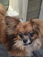 Berry , a female Chihuahua and Papillon for sale in Red Springs, NC – 6 of 6