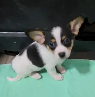 Spot, a male Chihuahua and Papillon for sale in Red Springs, NC – 5 of 5