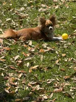 Berry , a female Chihuahua and Papillon for sale in Red Springs, NC – 5 of 6