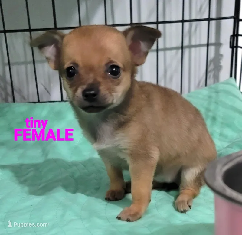 Itty-bitty  – Chihuahua, Papillon puppy for sale in Red Springs, NC