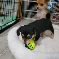 Berry , a female Chihuahua and Papillon for sale in Red Springs, NC – 3 of 6