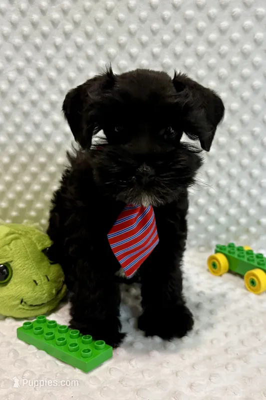 Snuggle Boy (shiny rich black)  (1 of 5) – Miniature Schnauzer puppy for sale in Bunker Hill, IN