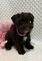 Doll Baby (Liver/Chocolate)  (1 of 5), a female Miniature Schnauzer for sale in Bunker Hill, IN – 1 of 2