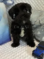 Mello (rich, shiny coat. Non fading parents), a male Miniature Schnauzer for sale in Bunker Hill, IN – 2 of 2