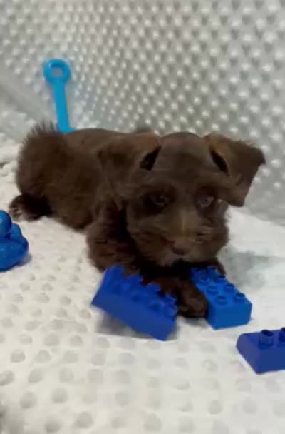 Charmer (Liver/Chocolate)  (1 of 5), a male Miniature Schnauzer for sale in Bunker Hill, IN – 2 of 3