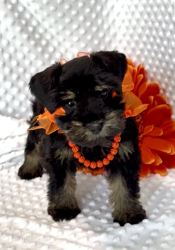 Precious (Toy Size Black & Silver) (1 of 5)  – Miniature Schnauzer puppy for sale in Bunker Hill, IN
