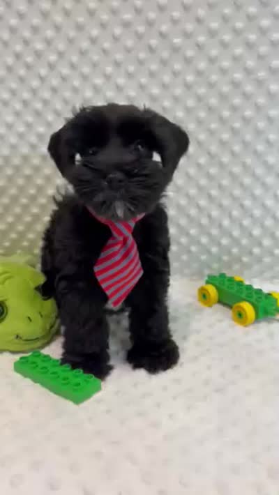 Snuggle Boy (shiny rich black)  (1 of 5), a male Miniature Schnauzer for sale in Bunker Hill, IN – 2 of 2