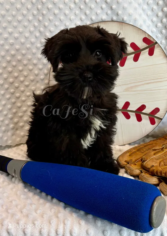 Solomon (shiny black & non-faded parents) – Miniature Schnauzer puppy for sale in Bunker Hill, IN