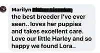 Solomon (shiny black & non-faded parents), a male Miniature Schnauzer for sale in Bunker Hill, IN – 4 of 4