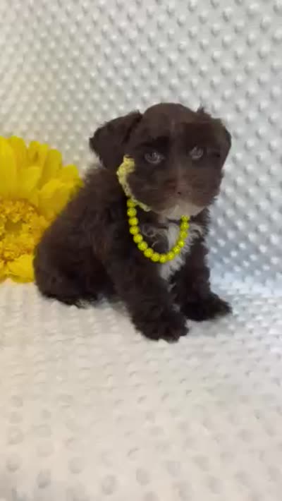 Princess (Liver/Chocolate) Toy Size  (1 of 5), a female Miniature Schnauzer for sale in Bunker Hill, IN – 2 of 2