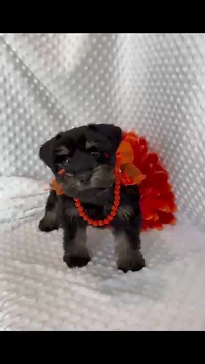 Precious (Toy Size Black & Silver) (1 of 5) , a female Miniature Schnauzer for sale in Bunker Hill, IN – 2 of 2