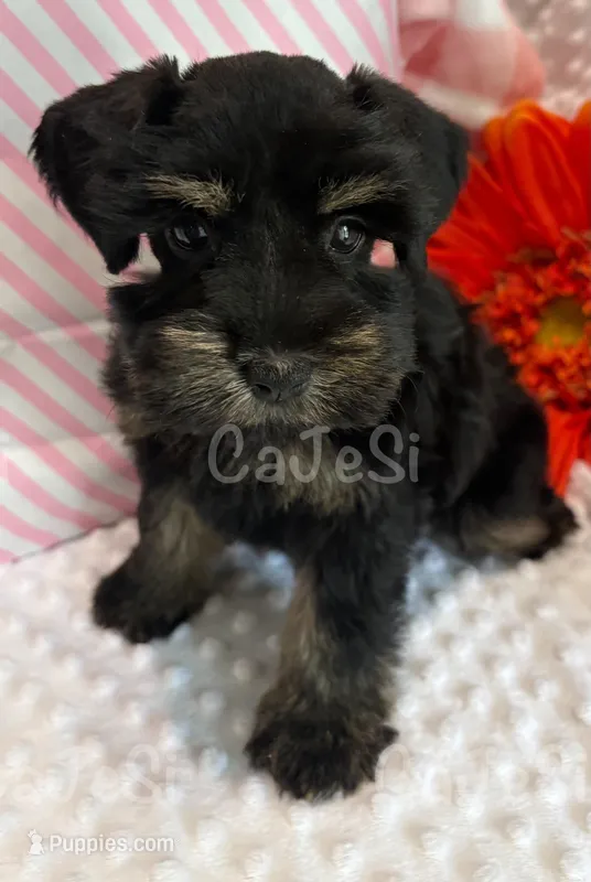 Preciousness:  toy size Black & Silver  – Miniature Schnauzer puppy for sale in Bunker Hill, IN