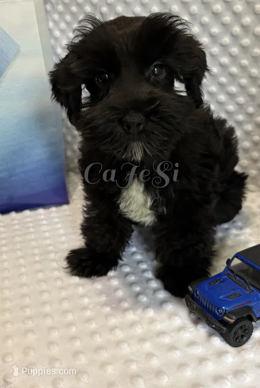 Mello (rich, shiny coat. Non fading parents) – Miniature Schnauzer puppy for sale in Bunker Hill, IN