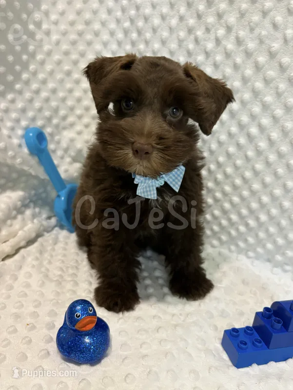 Charmer (Liver/Chocolate)  (1 of 5) – Miniature Schnauzer puppy for sale in Bunker Hill, IN