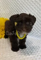Princess (Liver/Chocolate) Toy Size  (1 of 5), a female Miniature Schnauzer for sale in Bunker Hill, IN – 1 of 2