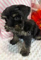Preciousness:  toy size Black & Silver , a female Miniature Schnauzer for sale in Bunker Hill, IN – 3 of 3