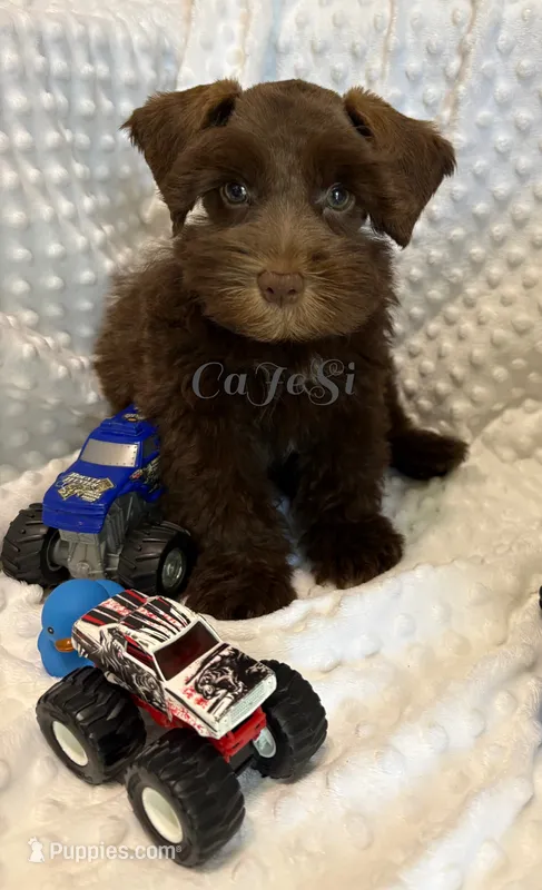 Franklin (Toy size AKC) – Miniature Schnauzer puppy for sale in Bunker Hill, IN