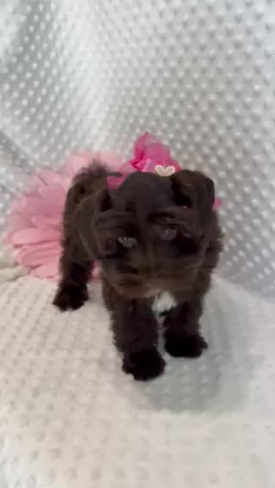 Doll Baby (Liver/Chocolate)  (1 of 5), a female Miniature Schnauzer for sale in Bunker Hill, IN – 2 of 2