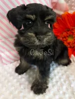 Preciousness:  toy size Black & Silver , a female Miniature Schnauzer for sale in Bunker Hill, IN – 2 of 3