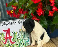 Oreo, a female Cocker Spaniel for sale in Joppa, AL – 3 of 5
