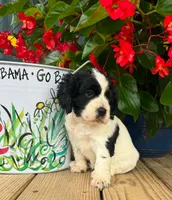 Oreo, a female Cocker Spaniel for sale in Joppa, AL – 5 of 5