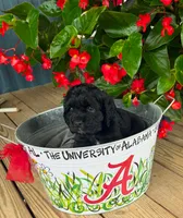 Cole, a male Cocker Spaniel for sale in Joppa, AL – 3 of 4