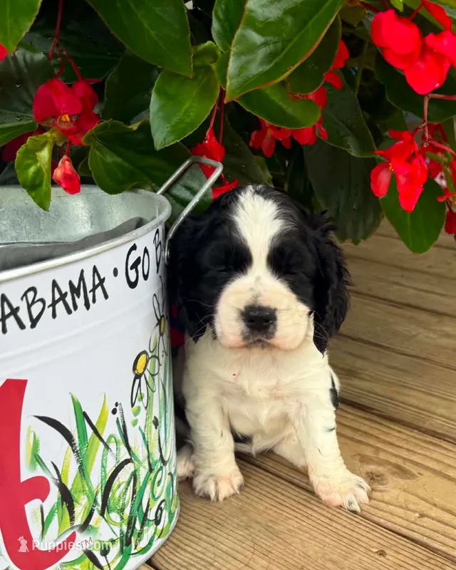Oreo – Cocker Spaniel puppy for sale in Joppa, AL
