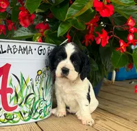 Oreo, a female Cocker Spaniel for sale in Joppa, AL – 4 of 5