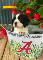Oreo, a female Cocker Spaniel for sale in Joppa, AL – 2 of 5