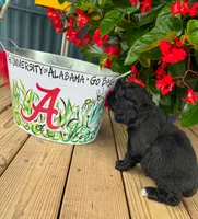 Cole, a male Cocker Spaniel for sale in Joppa, AL – 4 of 4
