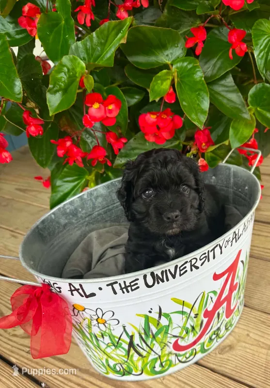 Cole – Cocker Spaniel puppy for sale in Joppa, AL
