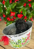 Cole, a male Cocker Spaniel for sale in Joppa, AL – 1 of 4