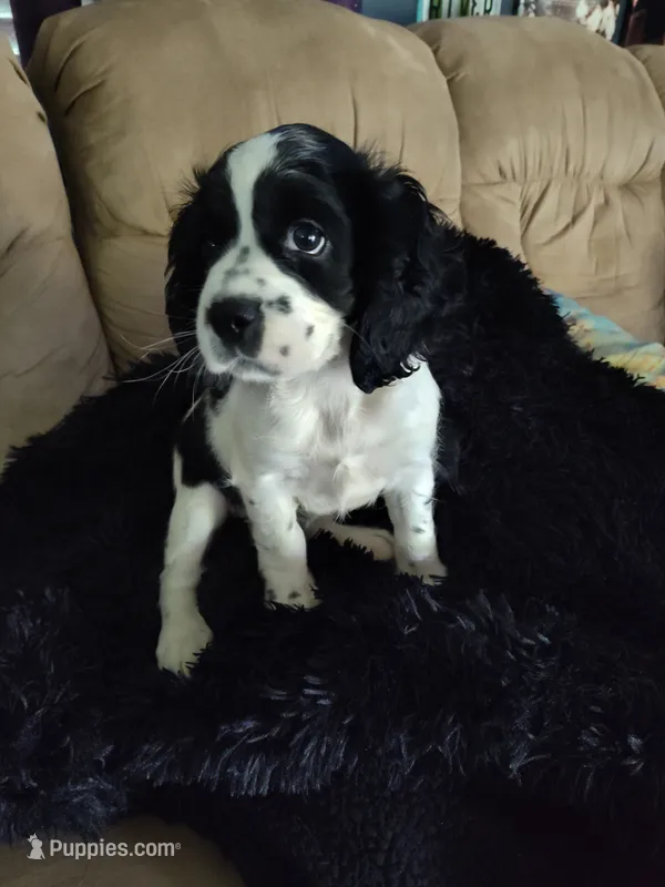 Oreo – Cocker Spaniel puppy for sale in Joppa, AL