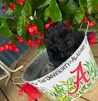 Cole, a male Cocker Spaniel for sale in Joppa, AL – 2 of 4