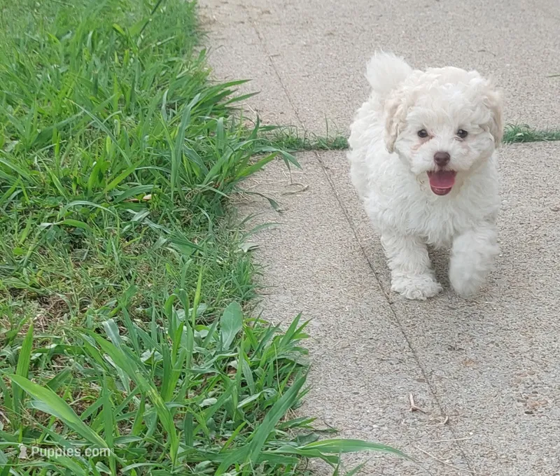 Phoebe  – Poodle - Toy  puppy for sale in Clarksville, TN