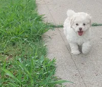 Phoebe , a female Poodle - Toy  for sale in Clarksville, TN – 1 of 4