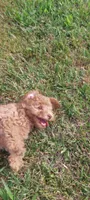 Lucky, a male Poodle - Toy  for sale in Clarksville, TN – 2 of 5