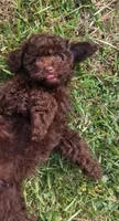 Godiva , a female Poodle - Toy  for sale in Clarksville, TN – 2 of 4