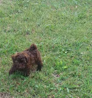 Godiva , a female Poodle - Toy  for sale in Clarksville, TN – 3 of 4
