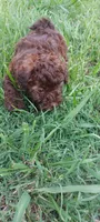 Godiva , a female Poodle - Toy  for sale in Clarksville, TN – 1 of 4