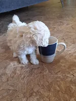 Phoebe , a female Poodle - Toy  for sale in Clarksville, TN – 4 of 4