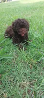 Hershey , a male Poodle - Toy  for sale in Clarksville, TN – 3 of 4