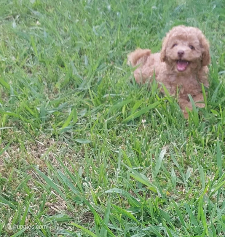 Lucky – Poodle - Toy  puppy for sale in Clarksville, TN