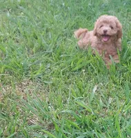 Lucky, a male Poodle - Toy  for sale in Clarksville, TN – 1 of 5