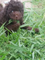 Hershey , a male Poodle - Toy  for sale in Clarksville, TN – 2 of 4